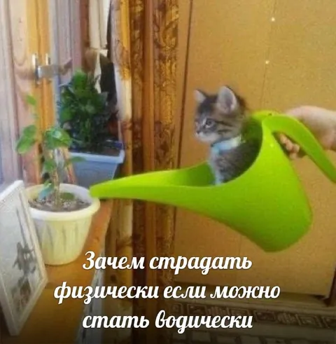 Кот стал водически