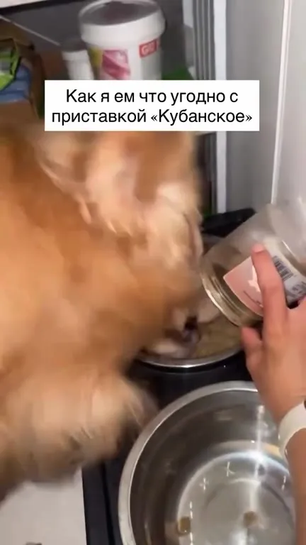Собака ест всё подряд