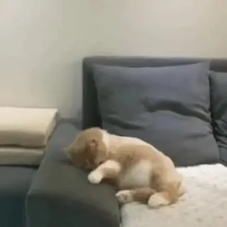 Котёнок медленно заваливается на спину