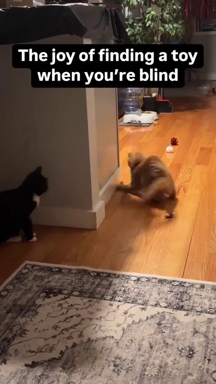 Blind Cat Finds a Toy