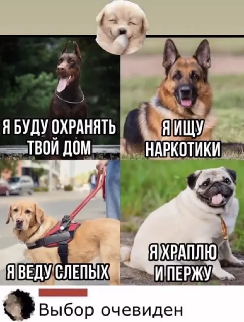 Выбор очевиден среди собак