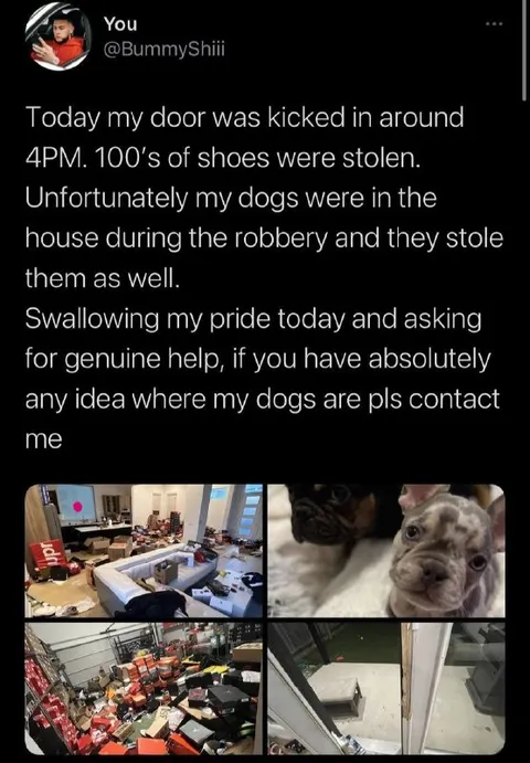 Dogs Stolen During Shoe Robbery