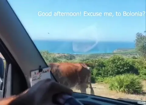 Cow Gives Directions to Bolonia