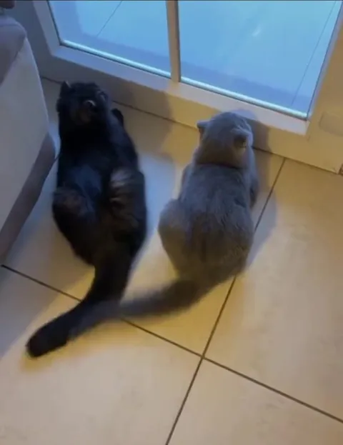 Коты синхронно машут хвостами