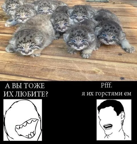 Любите котят? Я ем их горстями