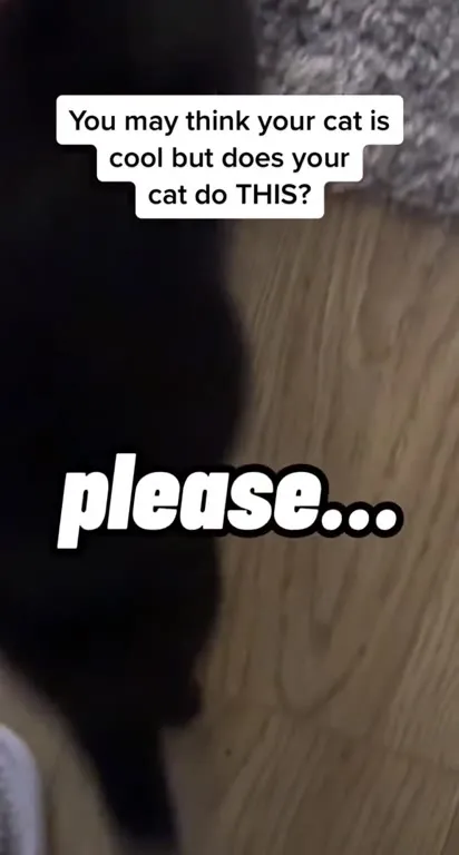 Cat Does the Big Man Move
