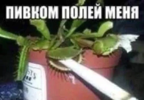 Пивом полей меня