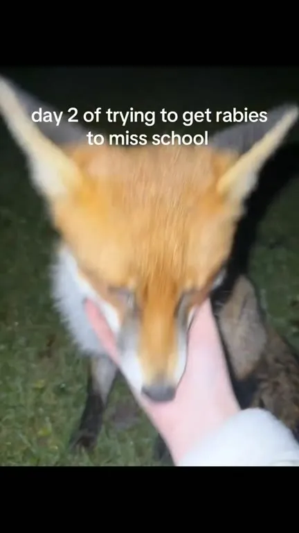 Day Two of Faking Rabies