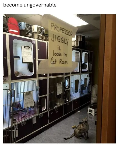 Professor Jiggly Escapes the Cat Room