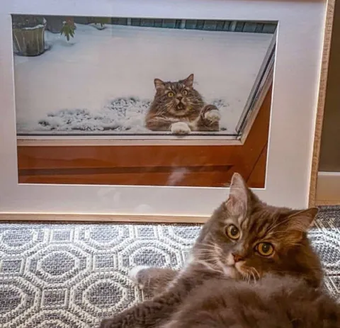 Кот смотрит на себя в окне