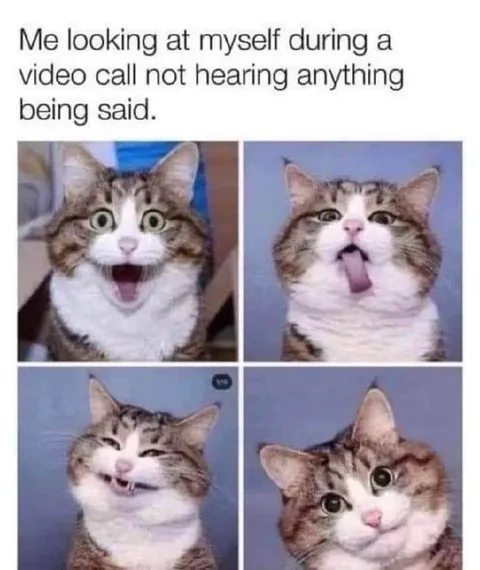 Cat During Video Call