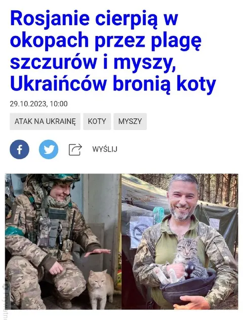 Ukraińcy bronią koty