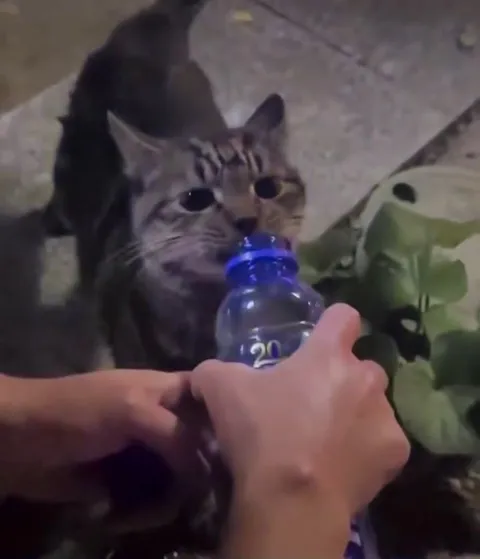 Кот пьёт из бутылки