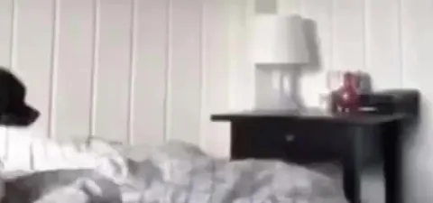 Собака внезапно приближается