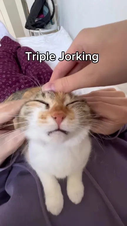 Triple Jorking Cat