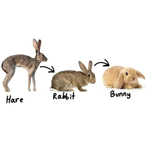 Hare to Bunny Evolution