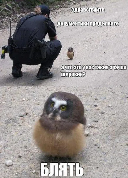 Сова с широкими зрачками
