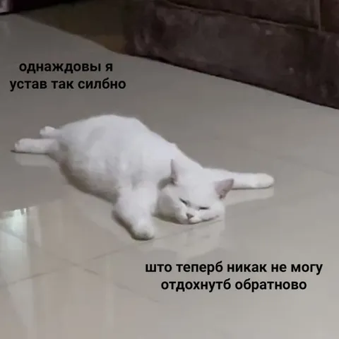 Кот не может отдохнуть обратно