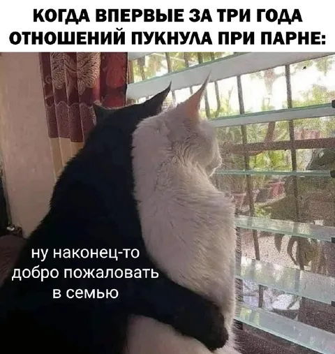 Кошка впервые за три года