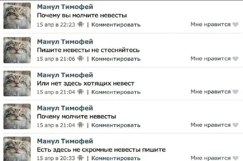 Манул ищет невест