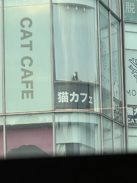 猫カフェの窓辺の猫