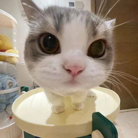 Кот с огромными глазами