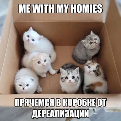 Котята прячутся от дереализации