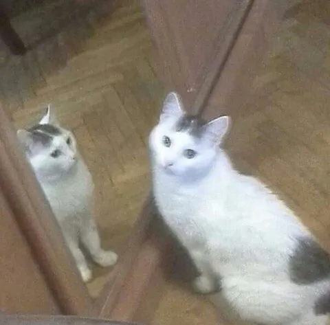 Кот смотрит на себя в зеркало