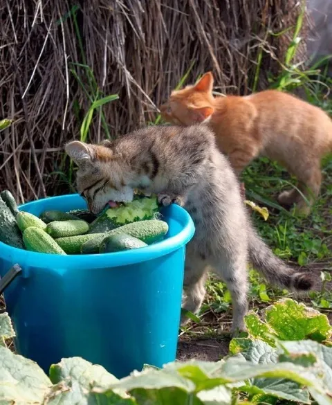 Кот, который любит огурцы