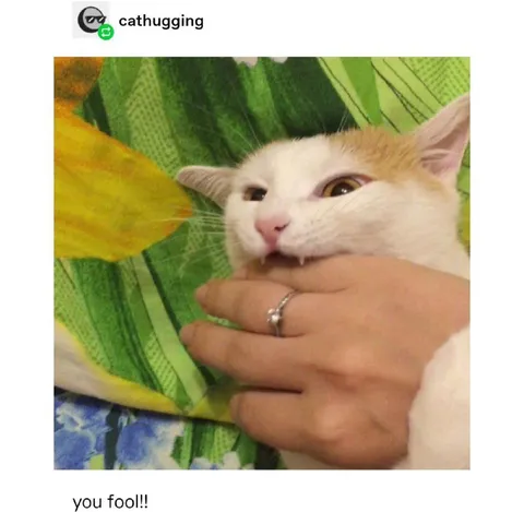 You Fool Cat Reaction