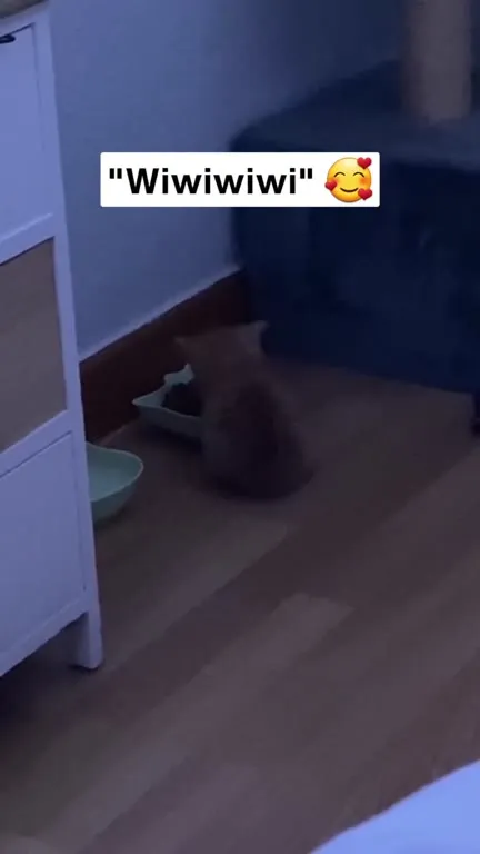 Cat Says Wiwiwiwi