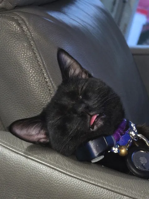Кот, уснувший с высунутым языком