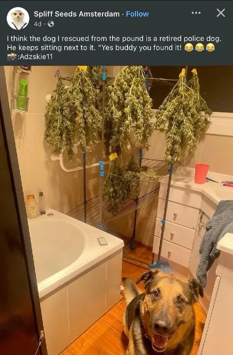 Retired Police Dog Finds the Evidence