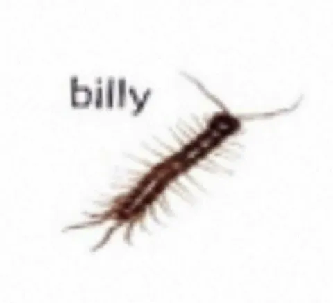 Billy the Tiny Centipede