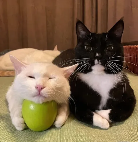Кот с яблоком и строгий кот