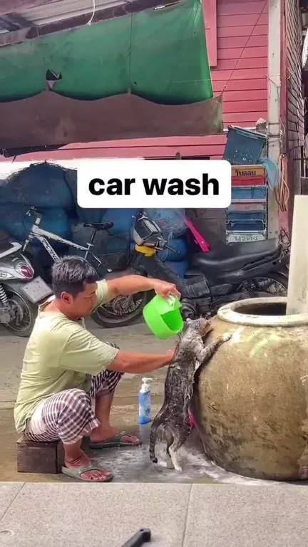 Cat Wash Instead of Car Wash