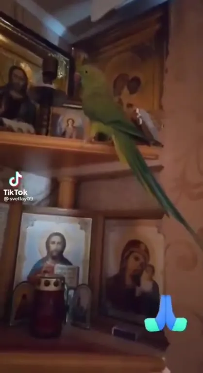 Попугай молится перед иконами