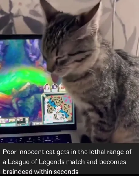 Innocent Cat Enters Lethal Range