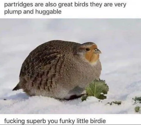 Plump Huggable Partridge