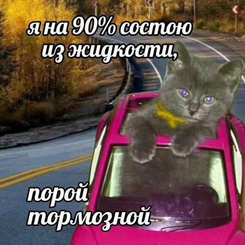 Кот на тормозной жидкости