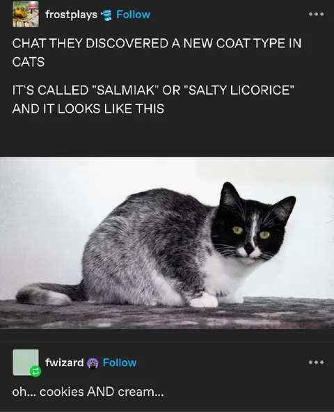 Salty Licorice Cat Coat