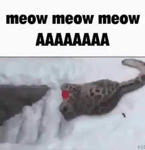 Cat Screams in the Snow