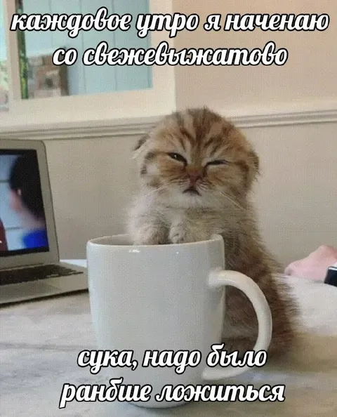 Кот не выспался утром
