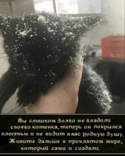 Котёнок покрылся плесенью