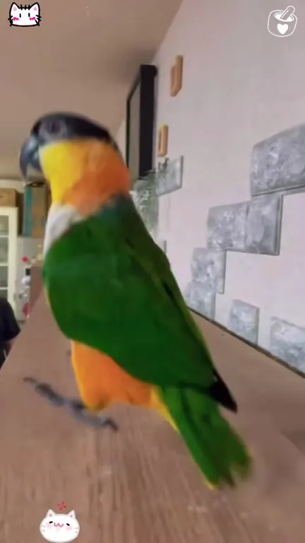 Parrots Acting Completely Unhinged