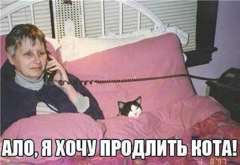 Хочу продлить кота