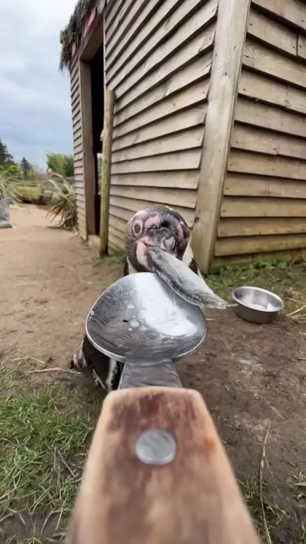 Spoon POV Feeding Animals