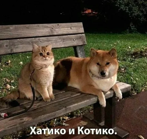 Хатико и Котико на скамейке