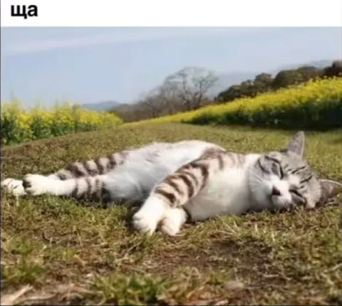 Кот отдыхает в поле
