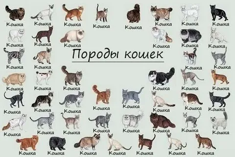 Породы кошек